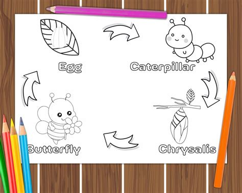 Life Cycle Of A Butterfly Colouring Pages Happy Mum Zone