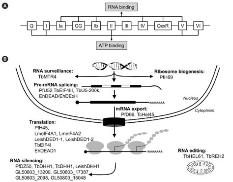 Molecular Organization And Functions Of Selected Deaddexh Box Rna