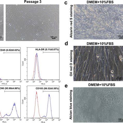 Characterization Of Human Placenta Derived Mesenchymal Stem Cells