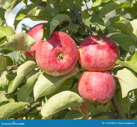 Mele Mature Rosse Su Un Ramo Nel Giardino Fotografia Stock Immagine