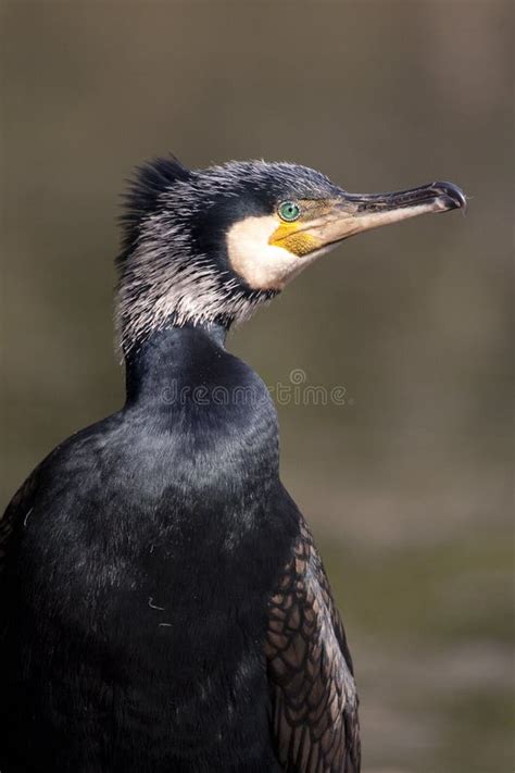 Grote Aalscholver Op Nest Stock Foto Image Of Boom Nesten 14377548