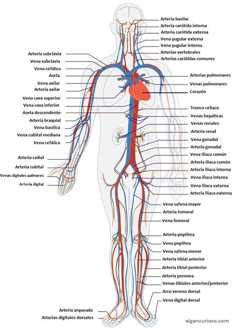 Sistema Circulatorio Abierto Contra Cerrado El Gen Curioso
