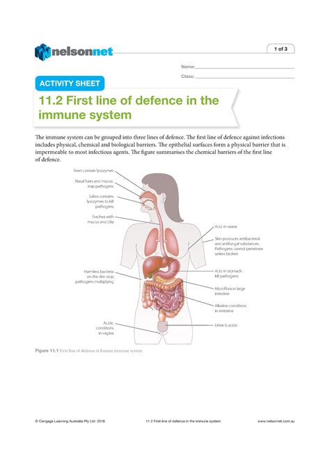 Biology First Line Of Defence Worksheet Class Name © Cengage