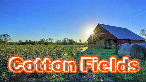 Cottonfields Lyrics Youtube