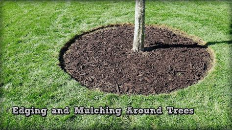 Edging And Mulching Around Trees How To Redefine An Edge