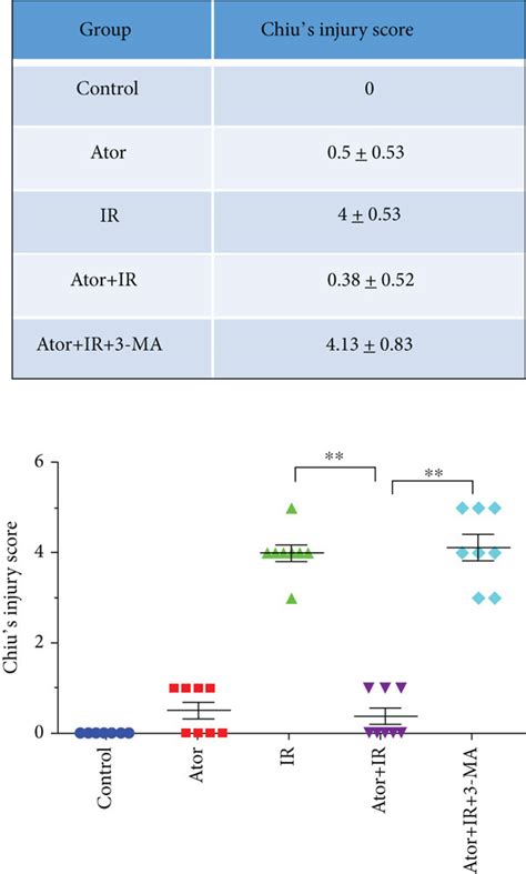 Atorvastatin Attenuates Rt Induced Injury And Apoptosis Of Intestinal