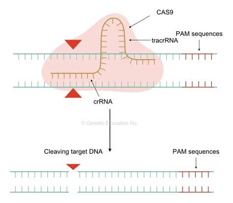 What Is Gene Silencing Definition Process Techniques And