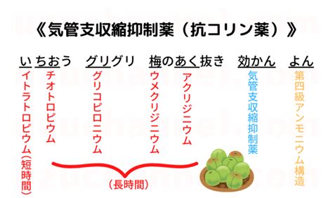 【ゴロ】気管支収縮抑制薬（抗コリン薬） ゴロナビ〜薬剤師国家試験に勝つ〜