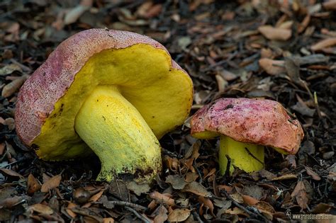 Boletus Regius Krombh Butyriboletus Regius Boleto Real Flickr