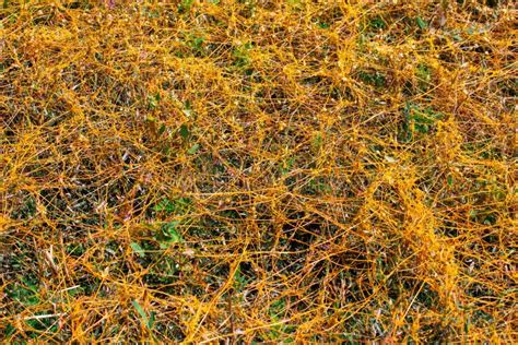 Dodder Genus Cuscuta Is The Parasite Wraps Stock Image Image Of Dense