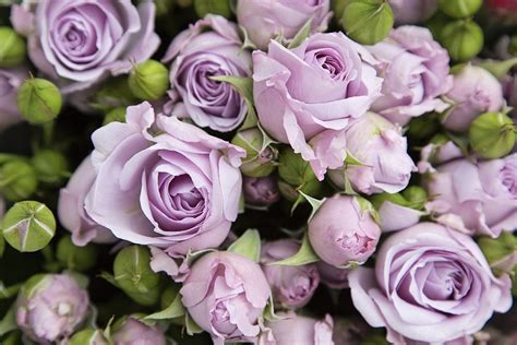 Lilac Roses Bon Bloemen In 2020 Spray Roses Rose Flower Market