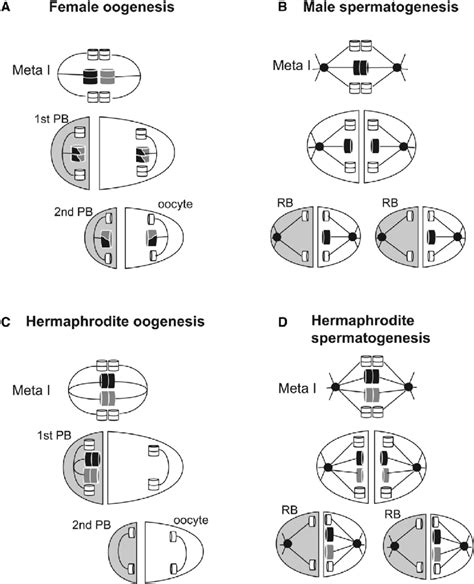 Simplified Model Of The X Chromosome Segregation Mechanism In A