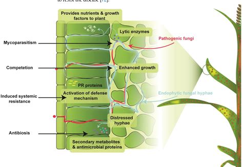 Figure 1 From Uniting The Role Of Endophytic Fungi Against Plant