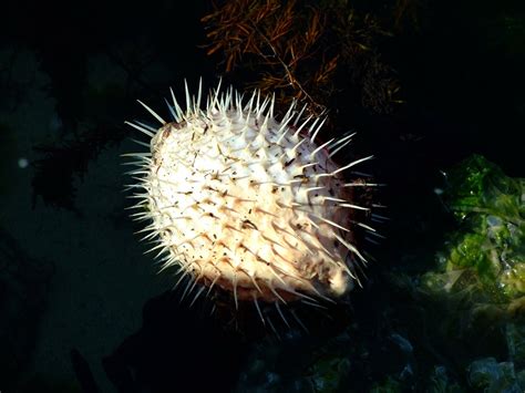 Pufferfish Tetraodontidae Fish Marine Fish Marine Free Image From