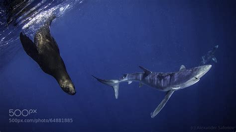 30 Powerful Photos That May Change The Way You See Sharks - 500px