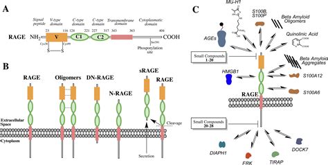 Targeting The Receptor For Advanced Glycation Endproducts Rage A