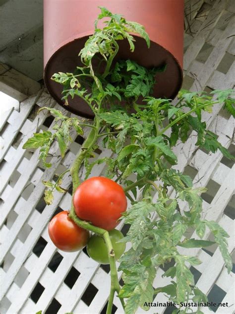 Upside Down Tomatoes Upside Down Tomato Planter Growing Tomatoes In