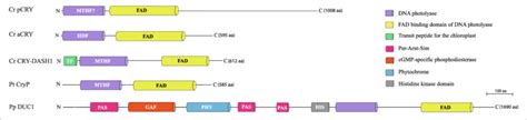 Cryptochrome Categories In Algae Juhas Et Al Kottke Et Al