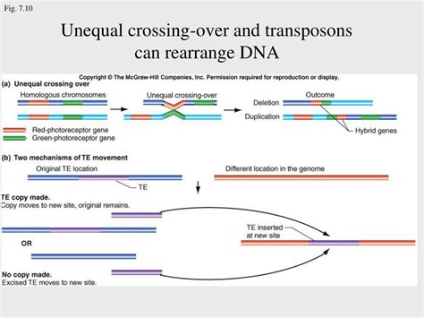 Ppt Anatomy And Function Of A Gene Dissection Through Mutation