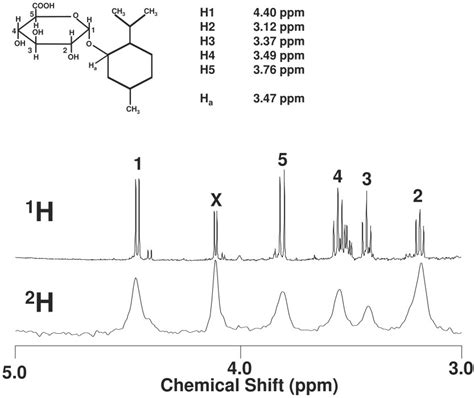 Simple Measurement Of Gluconeogenesis By Direct H Nmr Analysis Of