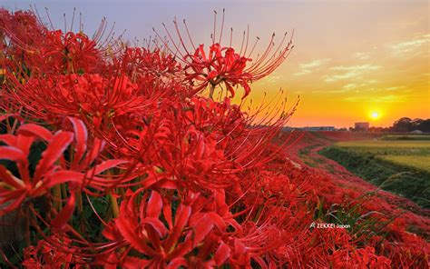 秋空に咲く曼珠沙華（彼岸花）の絶景壁紙をプレゼント【zekkei Japan】｜zekkei Japan