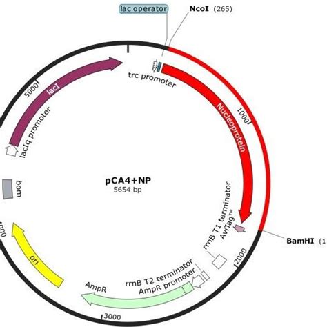 Schematic View Of The Cloning Strategy Showing The Restriction Sites