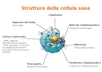 Sezione Aurea Studio Di Energia Vibrazionale La Cellula Sana E Cosa