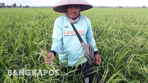 Petani Desa Rias Kewalahan Dan Merugi Puluhan Hektar Padi Diserang