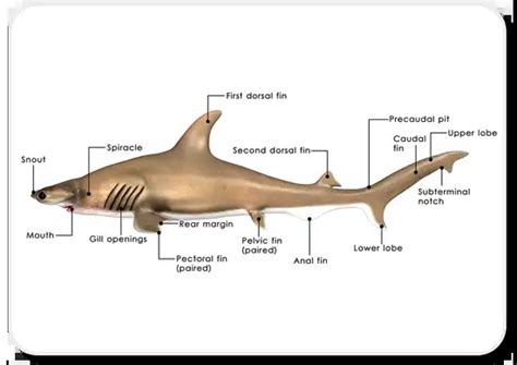 6+ Shark Anatomy Diagram - ShrutiGeorgi