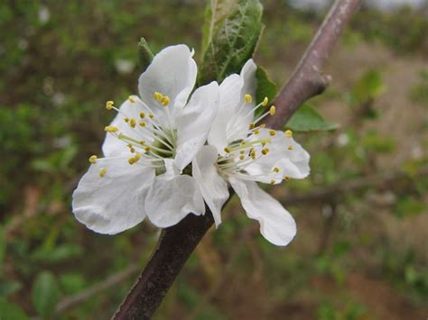 Prunus Salicina Methley Methley Japanese Plum North Carolina