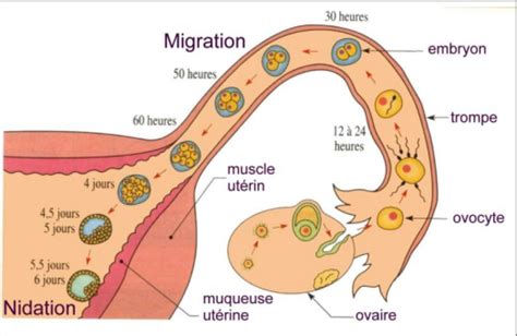 B Migration et nidation de l embryon Partie 2 Corps humain et Santé