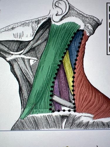 Anatomy Of The Neck Flashcards Quizlet