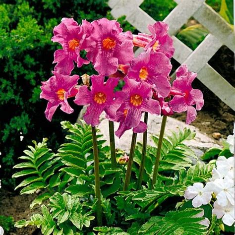 Gartengloxinie (x3) | Blommor, Dofter, Produkter