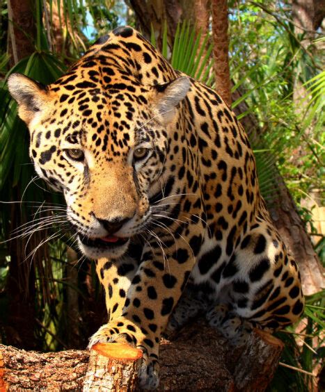 The Belize Jaguar