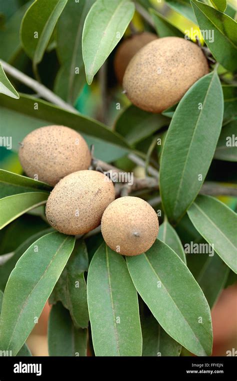 Fruits Sapodilla Chickoo Manikara Zapota Naseberry With Green Leaves