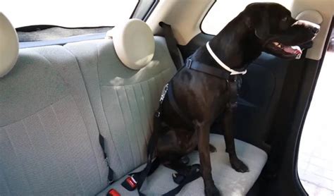 Transportar A Tu Mascota En El Coche Puede Ser Peligroso Aprende C Mo