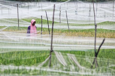 Foto Cara Petani Lhokseumawe Menjaga Padi Dari Si Pipit Kumparan