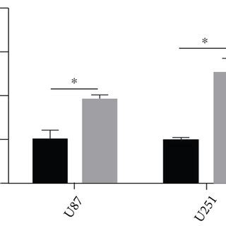 Effects Of Mir P On Proliferation And Apoptosis Of U And U