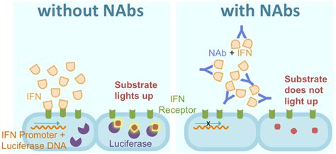 Neutralizing Antibodies To Interferon Beta Ubc Neuro Immunology