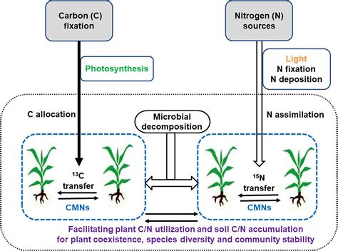 Frontiers Interplant Carbon And Nitrogen Transfers Mediated By Common