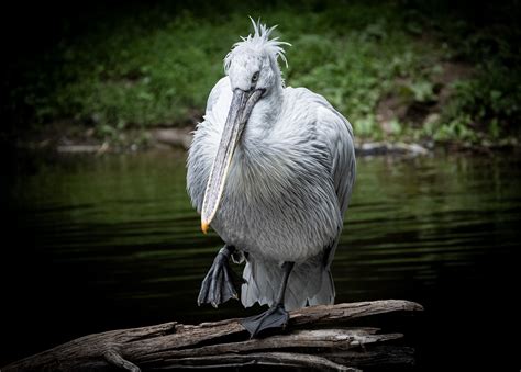 Bird Pelican Beak - Free photo on Pixabay - Pixabay