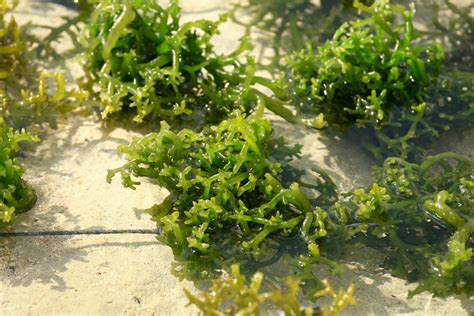 Seaweeds To The Rescue Redux