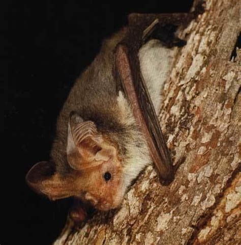 Lesser long eared bat - Alchetron, The Free Social Encyclopedia