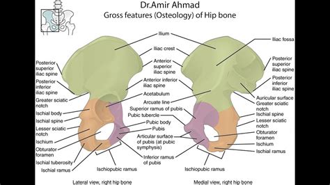 Gross Features Osteology Of Hip Bone YouTube