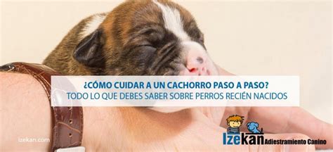 Cuidar Un Cachorro Descubre Todo Lo Que Necesitas Saber Blog Izekan