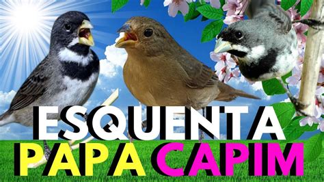 Papa Capim Cantando Tui Tui Piado De F Mea De Papa Capim Esquentar