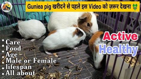 How To Buy Guinea Pig First Time Healthy And Active Guinea Pig