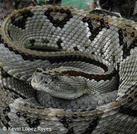 Yucatán Neotropical Rattlesnake Crotalus Tzabcan Reptiles Pet