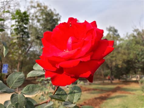 Fotos Gratis Rosa Roja Naturaleza Flor Familia Rosa Rojo Rosas