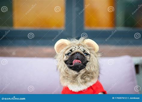 Cute Dog Pug Wearing Lion Costume Stock Photo - Image of home ...